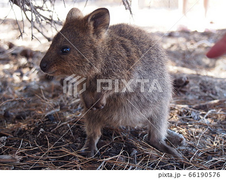 クォッカ 66190576