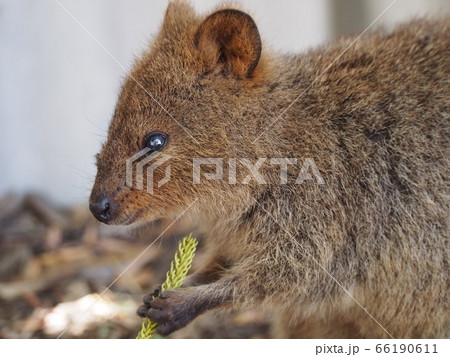 クォッカ 66190611