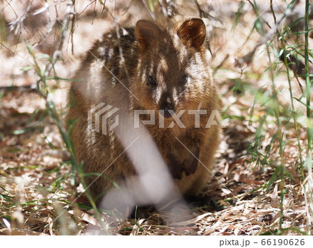 クォッカ 66190626