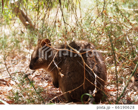 クォッカ 66190628