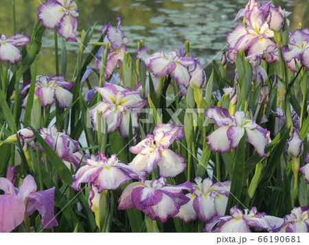 花菖蒲 花菖蒲 66190681