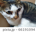 猫 動物 きれい 66191094