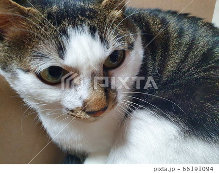 猫 動物 きれい 66191094