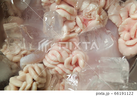 鱈の生白子を氷水で洗う 66191122