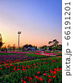 花 春 夕日 66191201