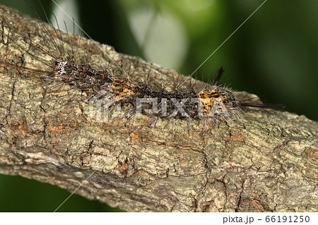 生き物 昆虫 カシワマイマイ 幼虫です 六月初旬の雑木林 クヌギの木の太枝で 微妙に保護色の写真素材