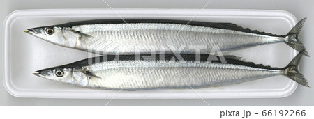 生サンマ 66192266