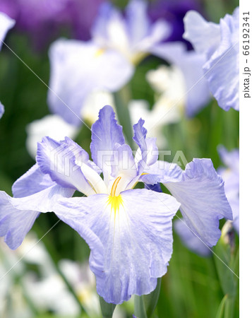 ハナショウブ 66192341