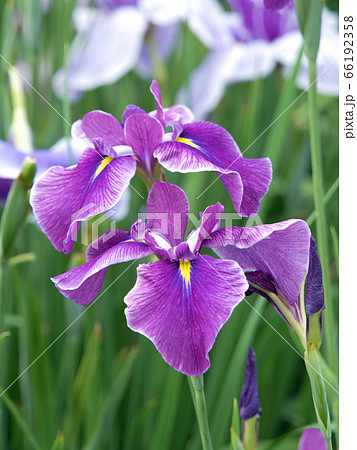 ハナショウブ 66192358