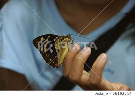 少女と蝶々 66192514