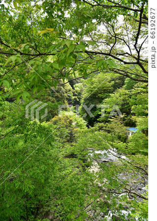 新緑の世古峡 新緑の世古峡 66192677
