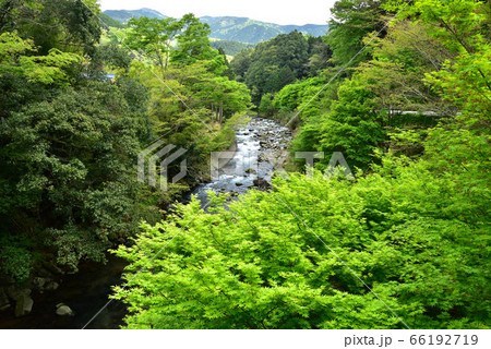 新緑の世古峡 新緑の世古峡 66192719