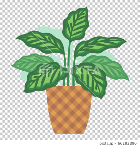 カラテアの鉢植えのイラストのイラスト素材 6619