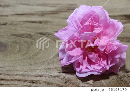 ダマスクローズ 66193170