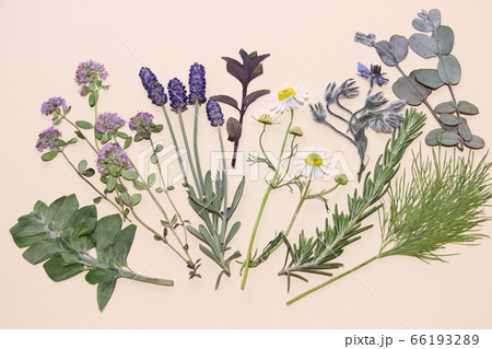 ハーブの押し花 66193289