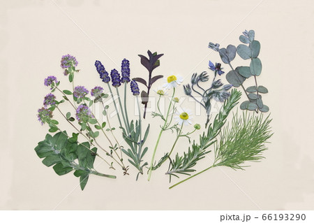 ハーブの押し花 ハーブの押し花 66193290