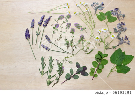 ハーブの押し花 66193291