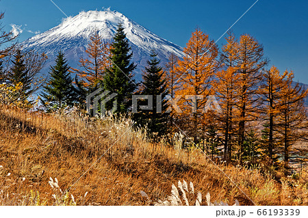 石割山のカラマツの黄葉と富士山 石割山のカラマツの黄葉と富士山 66193339