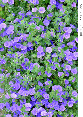 ブルーカーペットコンボルブルス 66193345