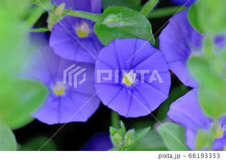 ブルーカーペットコンボルブルス 66193353