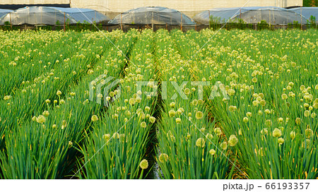 white-flowered onion at the field white-flowered onion at the field 66193357