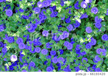 ブルーカーペットと呼ばれる青い花コンボルブルス 66193420