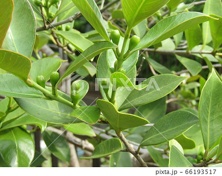 秋には実になるトロピカルフルーツヒメグァバの蕾 66193517