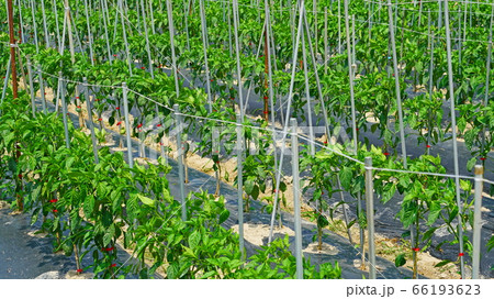green peppers growing fresh in the field 66193623