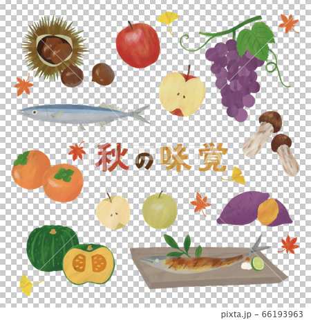 Autumn taste apples chestnuts, persimmons, pumpkins, pears, grapes, mushrooms, yam, salt-grilled ginkgo, maple 66193963