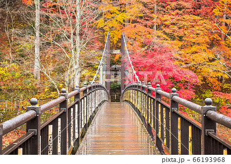 紅の吊橋と紅葉風景 塩原渓谷の秋 栃木県那須塩原市 19年11月の写真素材