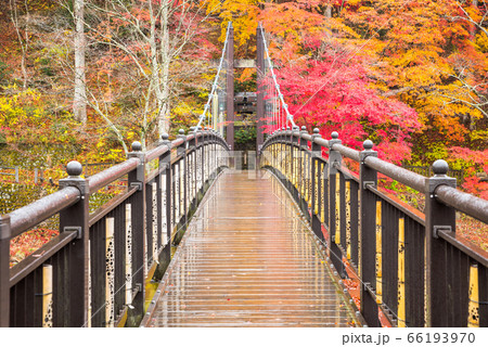紅の吊橋と紅葉風景・塩原渓谷の秋(栃木県那須塩原市)2019年11月 紅の吊橋と紅葉風景・塩原渓谷の秋(栃木県那須塩原市)2019年11月 66193970