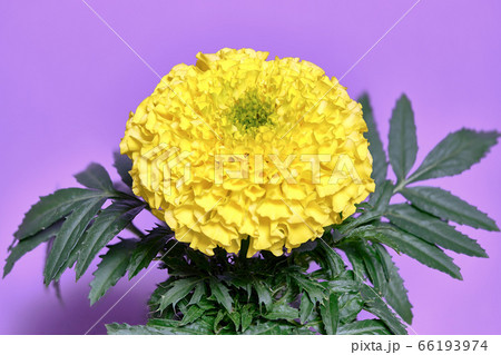 ゴージャスなマリーゴールド（花） 66193974