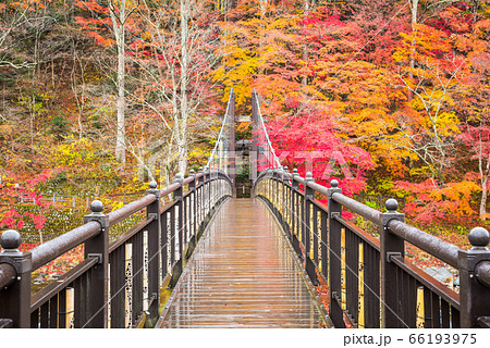 紅の吊橋と紅葉風景・塩原渓谷の秋(栃木県那須塩原市)2019年11月 紅の吊橋と紅葉風景・塩原渓谷の秋(栃木県那須塩原市)2019年11月 66193975