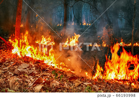 Amazon rain forest fire disaster is burning at a Amazon rain forest fire disaster is burning at a 66193998