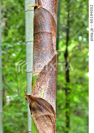大きくなった竹の子 66194002