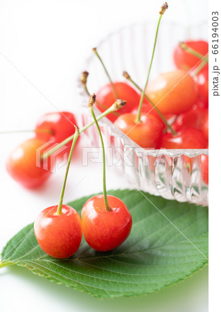 さくらんぼ　佐藤錦 66194003