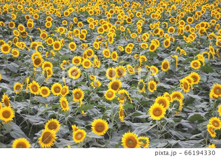 野木町で満開を迎えているひまわり畑　［7月］ 66194330