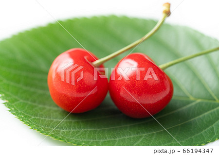 さくらんぼ 佐藤錦 さくらんぼ 佐藤錦 66194347