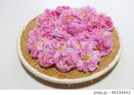 ダマスクローズ ダマスクローズ 66194642