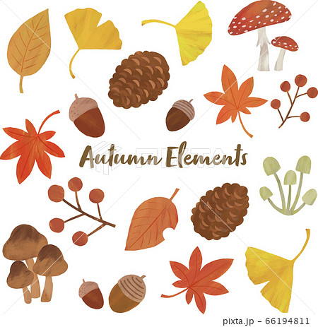 Autumn Maple Mushroom Ginkgo Acorn Acorn Pine Stock Illustration