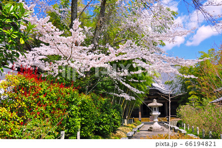 仙台北山五山 臨済宗資福寺 紫陽花寺の春の写真素材
