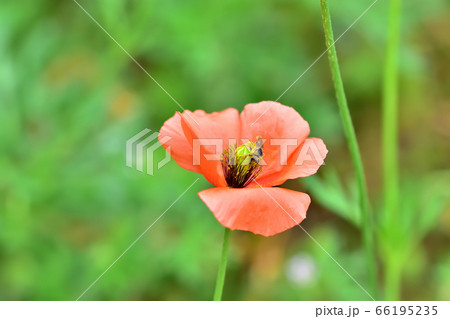 ナガミヒナゲシの黄色い花粉を食べるミツバチの写真素材 ナガミヒナゲシの黄色い花粉を食べるミツバチの写真素材