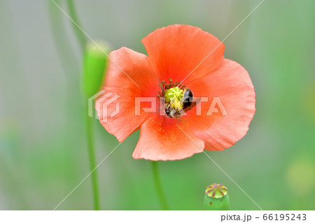 ナガミヒナゲシの黄色い花粉を食べるミツバチの写真素材 ナガミヒナゲシの黄色い花粉を食べるミツバチの写真素材