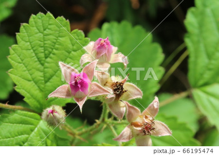 花が開かないナワシロイチゴ(苗代苺) 花が開かないナワシロイチゴ(苗代苺) 66195474