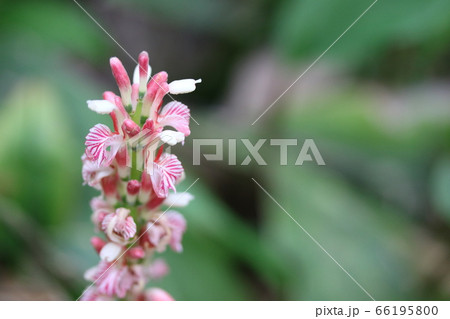 初めて見たハナミョウガ 花茗荷 の花の写真素材