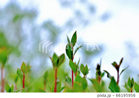 新芽は茎が赤く葉が菱形の可愛いドウダンツツジ 新芽は茎が赤く葉が菱形の可愛いドウダンツツジ 66195956