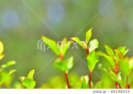 新芽は茎が赤く葉が菱形の可愛いドウダンツツジ 新芽は茎が赤く葉が菱形の可愛いドウダンツツジ 66196033