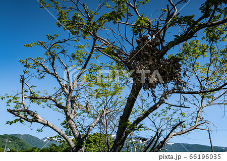 栗駒山とクリの木に作られたクマ棚 66196035