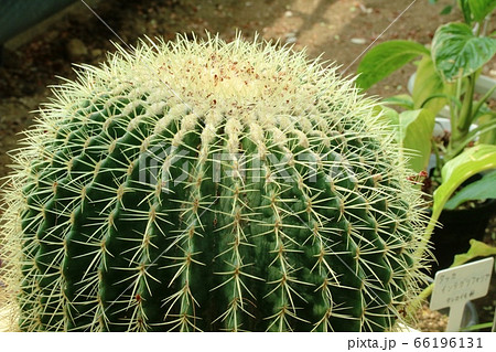 大きなサボテン キンシャチ 金鯱 の写真素材