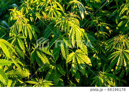 Green bushes of marijuana. Close up view of a marijuana cannabis bud. Green bushes of marijuana. Close up view of a marijuana cannabis bud. 66196176